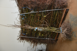 Plants de poirier prêts à être plantés